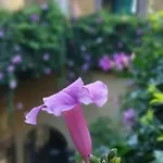 Lavanda Centro Histórico de Querétaro