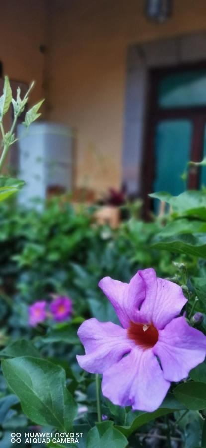 Lavanda Centro Histórico De Apartamento Querétaro